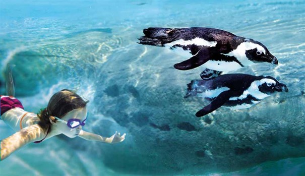 В Италии можно поплавать с пингвинами