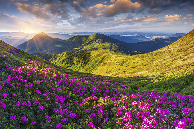 680-rhododendron-flowers-in-the-mountains.jpg
