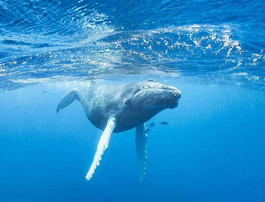 Горбатые киты в Доминикане